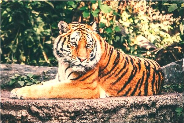 夢到下梯子差點摔了預示了什麼_周公解夢官網