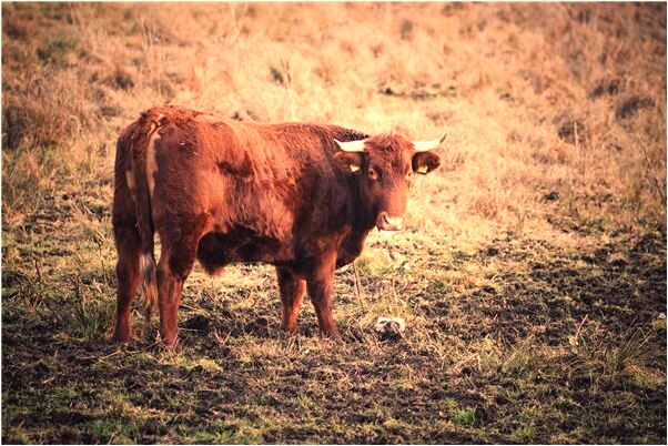 夢到了拿單位的食物躲藏在廁所預示什麼_周公解夢官網