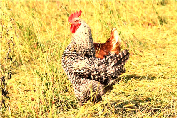 夢見被判刑七年預示著什麼_周公解夢官網