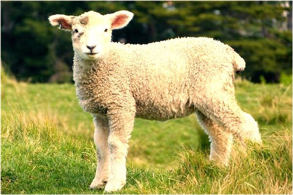 夢見給一隻白鴿子餵食有什麼寓意嗎_周公解夢官網