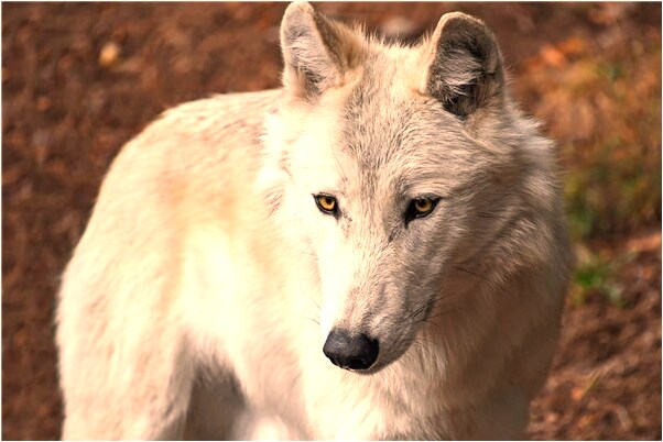 夢到很多摩芋是什麼預兆？_周公解夢官網