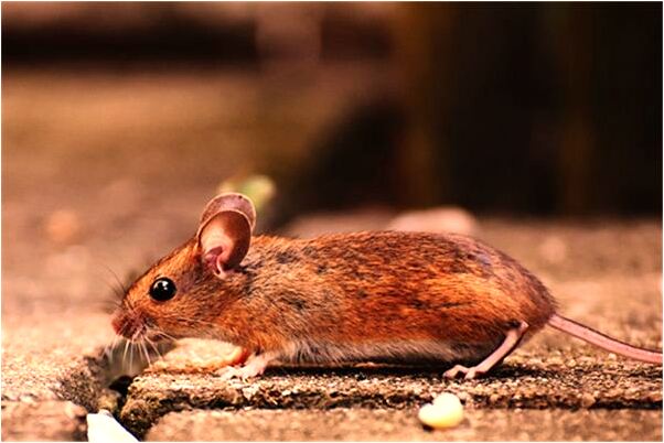 夢到了朋友掉很多頭髮快掉光了是好是壞_周公解夢官網