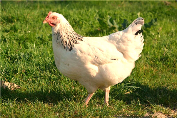 夢見兄妹相殘是好事還是壞事_周公解夢官網