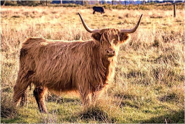夢到有艷遇但我不喜歡他是什麼徵兆_周公解夢官網