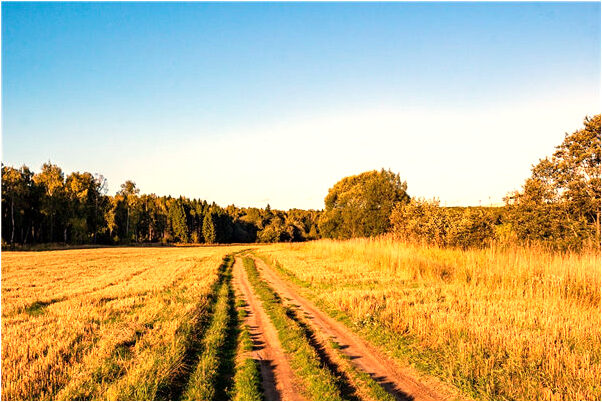 夢見一群噁心的蟲子意味著什麼_周公解夢官網