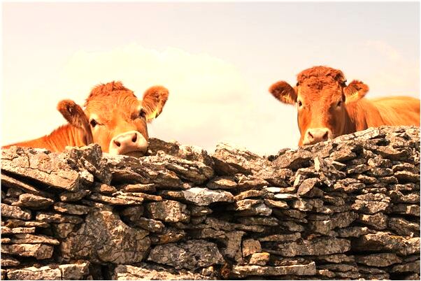 夢見老總給我們送肉吃什麼預兆_周公解夢官網
