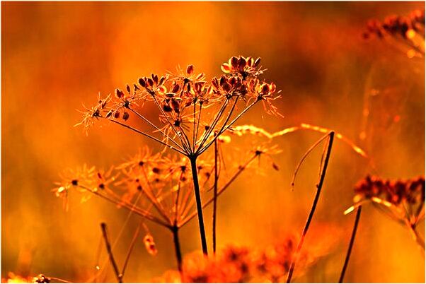 夢到了已死多年的夥伴結婚了怎么樣_周公解夢官網