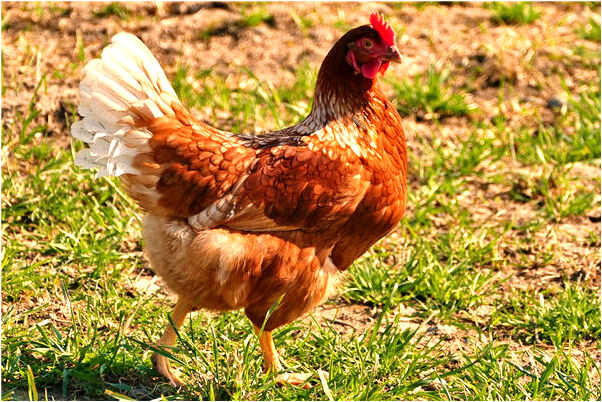 夢到破了表妹的處女代表著什麼？_周公解夢官網