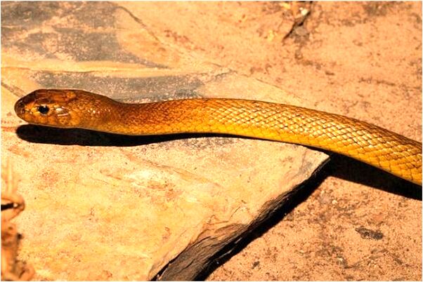 夢到了我罵中年陌生男人是啥意思_周公解夢官網