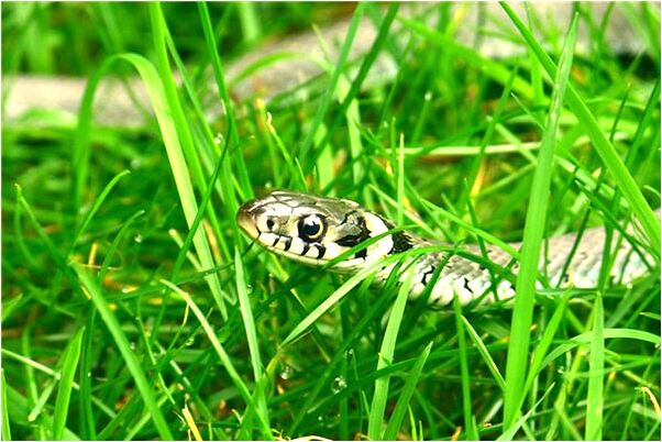 夢到了自己長了四隻眼睛是凶兆還是吉兆_周公解夢官網