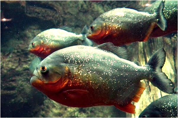 夢見被人拋棄代表著什麼_周公解夢官網