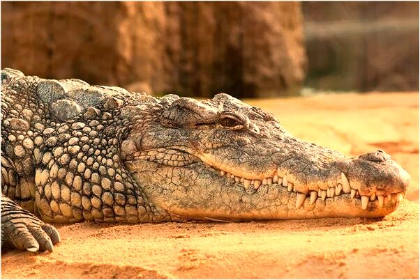 夢見和老婆大吵是凶兆還是吉兆_周公解夢官網