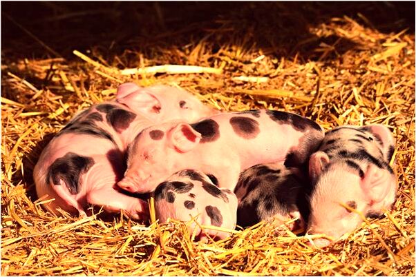 夢到將孩子送給外星人是什麼徵兆_周公解夢官網