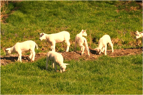 夢到生意有轉機有何寓意_周公解夢官網