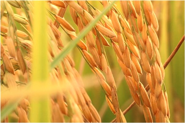 夢見找孩子找不到是什麼意思_周公解夢官網