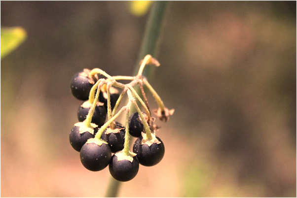夢見老闆開車向自己撞來是咋回事_周公解夢官網