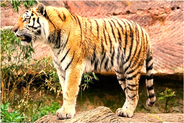 夢到了和一個陌生的男醫生親熱預示著什麼_周公解夢官網