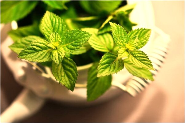 夢見猴子大便什麼寓意_周公解夢官網