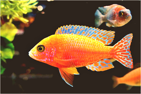 夢到要死的老太太抹屎是咋回事_周公解夢官網