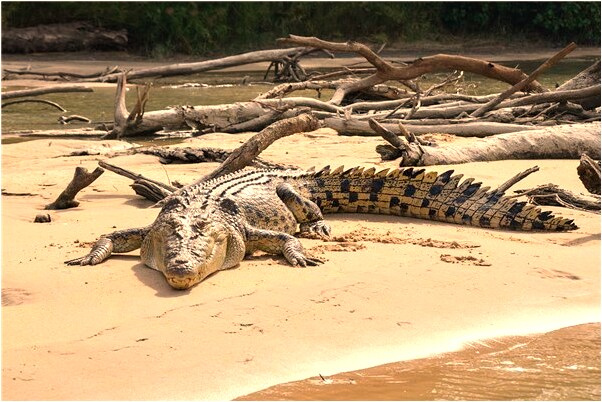 夢到了做車半路別走了代表什麼_周公解夢官網
