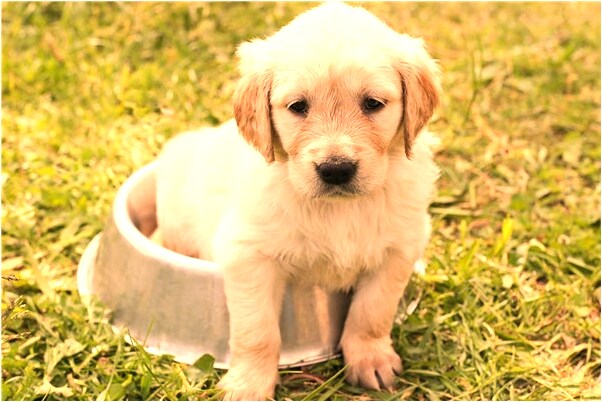 夢見老公和明星上床怎么說_周公解夢官網