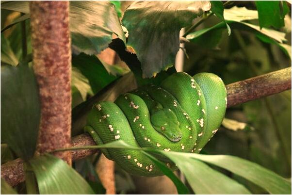 夢見自己在買拖鞋意味著什麼_周公解夢官網