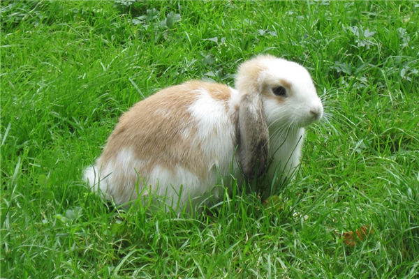 生肖兔2022年年齡多大了_十二生肖