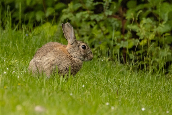 生肖屬兔的脾氣好壞_十二生肖