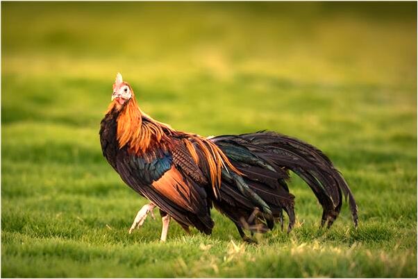 夢到電線路在外面意味著什麼_周公解夢官網