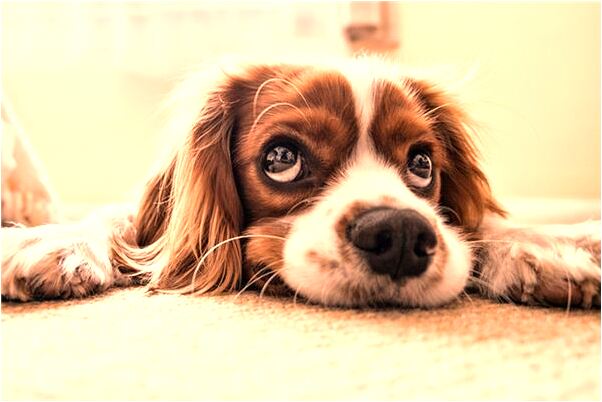 夢見我很有號召力啥意思_周公解夢官網