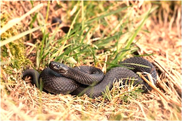 夢到了兩顆黃牙預示了什麼_周公解夢官網