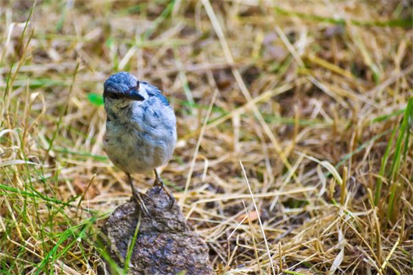 夢見鳥屎_周公解夢