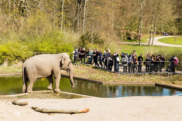 夢見去動物園_周公解夢