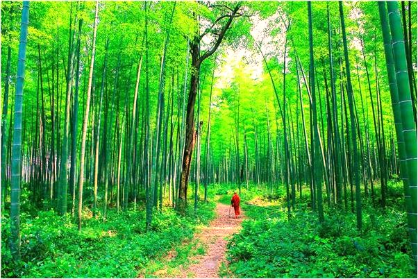 夢到懷孕田裡拔草代表著什麼_周公解夢官網