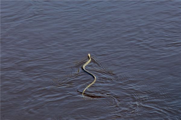 夢到了人首蛇身的預兆_周公解夢
