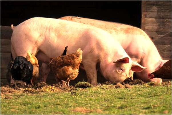 夢到了三白湯的功效會是什麼預兆_周公解夢官網