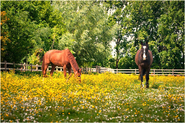 夢到了吸血鬼喜歡我的預兆_周公解夢官網