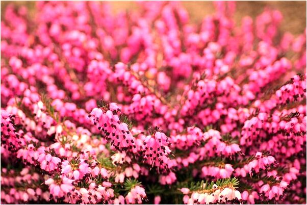 夢到我在哭死去的公公有什麼意思_周公解夢官網