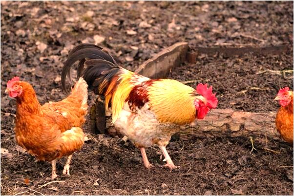 夢到我的記憶混亂有什麼意思嗎_周公解夢官網