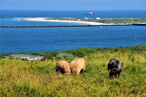 生肖屬羊的女性性格特徵_十二生肖