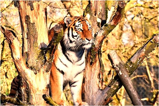 夢到了下排糞便的管道是什麼預兆？_周公解夢官網