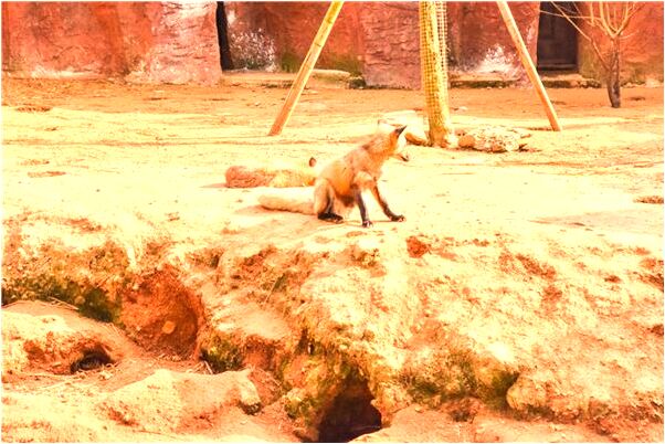 夢到了他人被捕會是什麼預兆_周公解夢官網