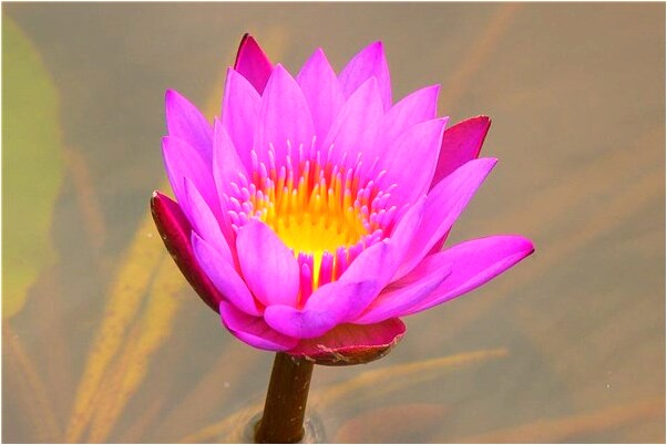 夢到了妻子經營之前的生意是什麼預兆_周公解夢官網