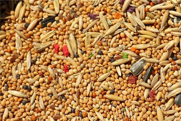 夢到吃小米有什麼意義嗎_周公解夢