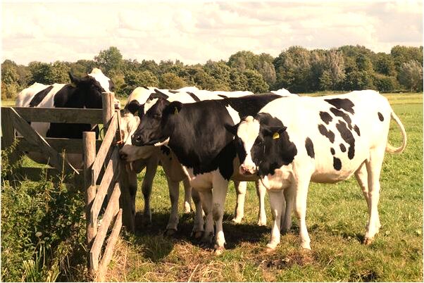 夢到了床上及四周長草會有什麼預兆_周公解夢官網