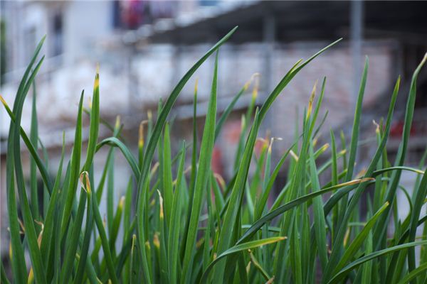 夢見栽蔥是什麼意思_周公解夢