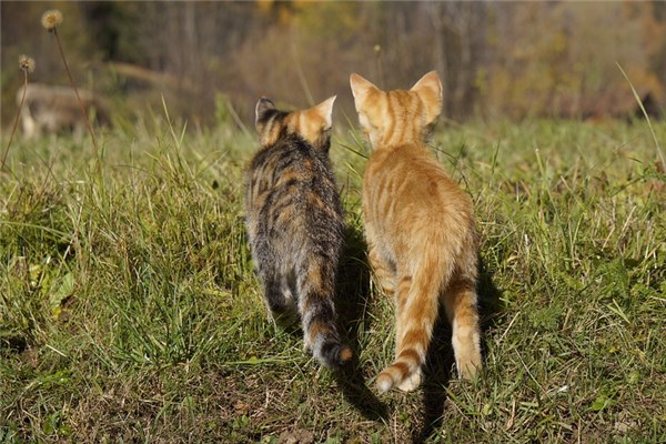 夢到了偷貓會怎么樣_周公解夢