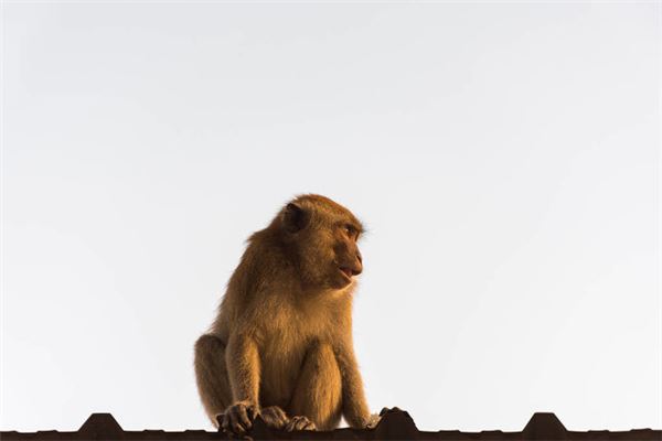 五花八門的是什麼生肖_十二生肖