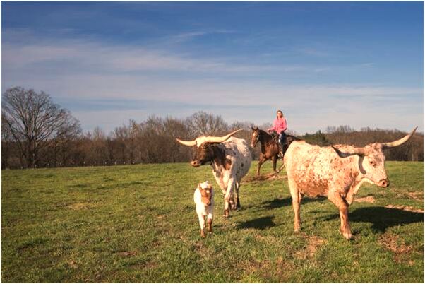 夢到頭皮破裡面很多青菜預示著什麼_周公解夢官網