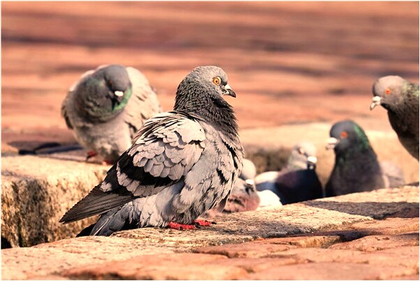 夢見救火卻被人阻制是好事還是壞事_周公解夢官網